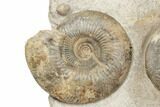 Tall Fossil Ammonite (Parkinsonia) Association - England #191732-4